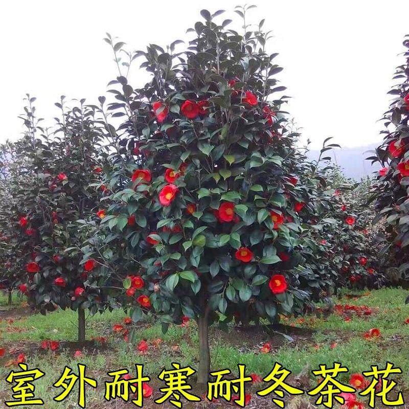 耐寒茶花树苗庭院大型带花苞地栽耐冬室外大红花园浓香型四季地栽