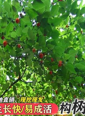 构树苗禇树苗枝行道树木构树小苗绿化造林饲养猪牛羊吃饲料构树叶