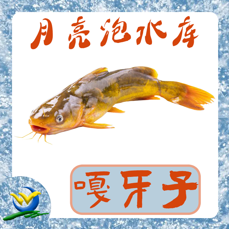 月亮泡水库嘎鱼黄颡鱼吉林白城