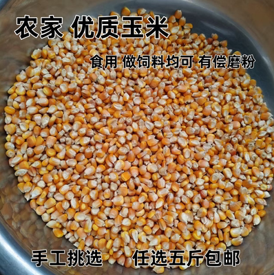 玉米今秋新货自种粒粒粒粒饱满