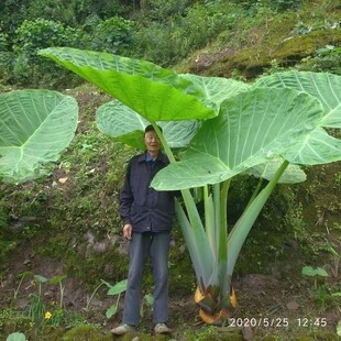 新款象耳芋霸王芋野芋大宽叶巨大特大叶老桩室内客厅绿植水培芋头