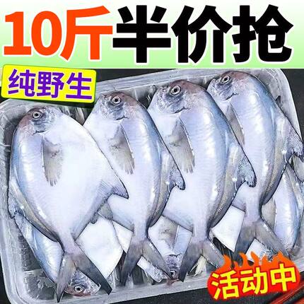 银鲳鱼特大深海新鲜鲜活海鲜冷冻深海白鲳鱼平鱼昌鱼新鲜水产