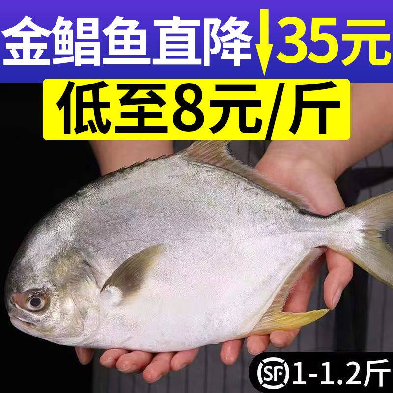 鲳鱼金鲳鱼新鲜冷冻包邮鲜活海鲜鱼大平鱼鲳鳊鱼冰冻水产大金鲳鱼