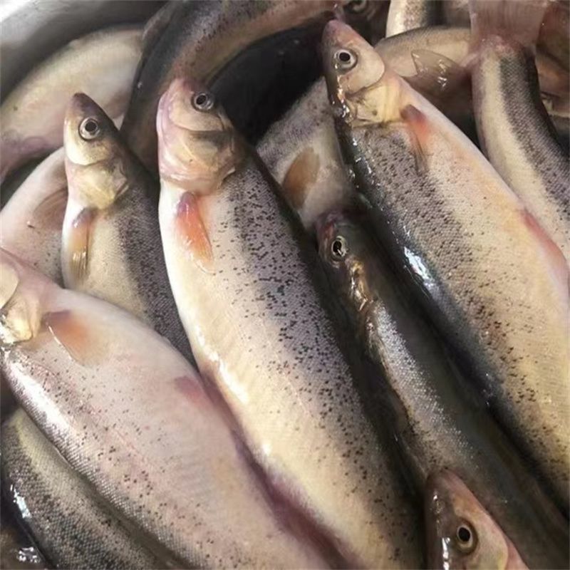 东北特产冷水顺丰速运柳根鱼