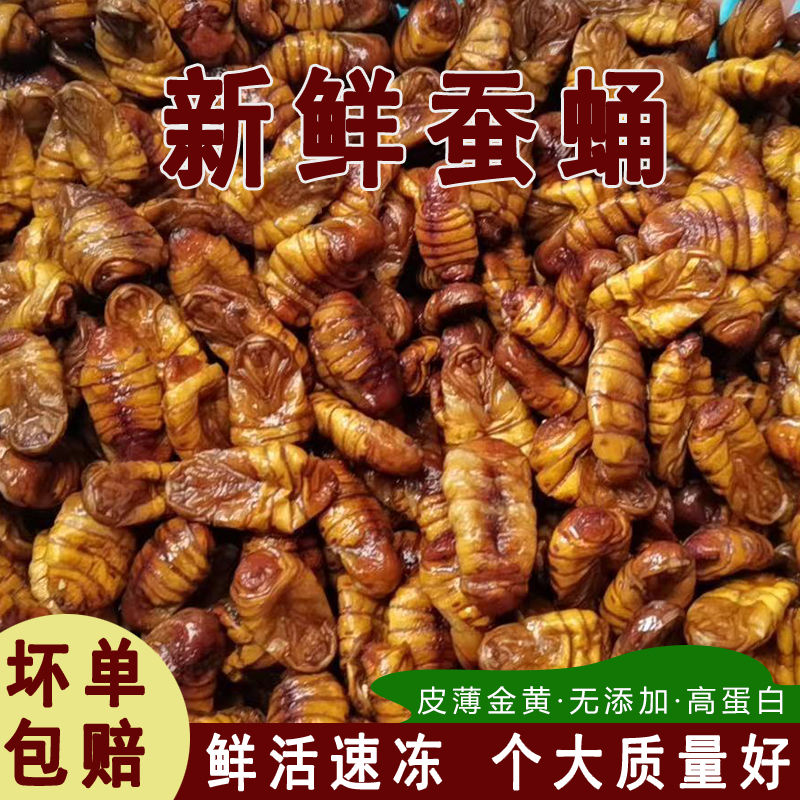 特级蚕蛹新鲜金丝蛹鲜活冷冻桑蚕蛹子速冻生茧小蝉蛹山东特产特价