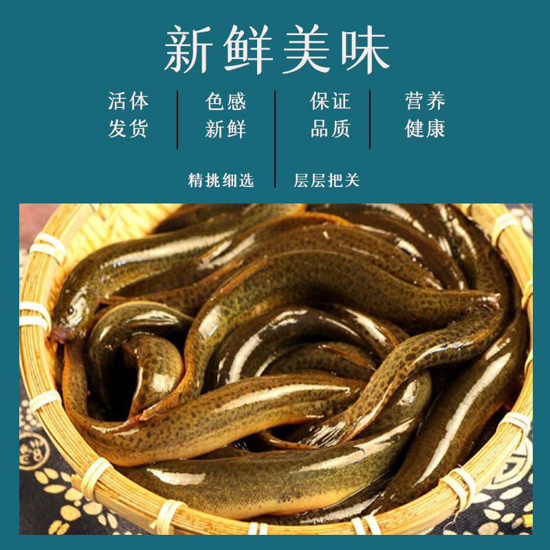 正宗活体新鲜打捞精挑细选泥鳅