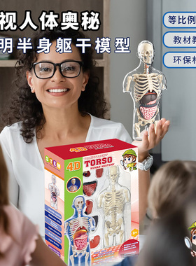 人体半身躯体模型 解剖器官医用教学儿童科学STEM教育DIY拆卸组装