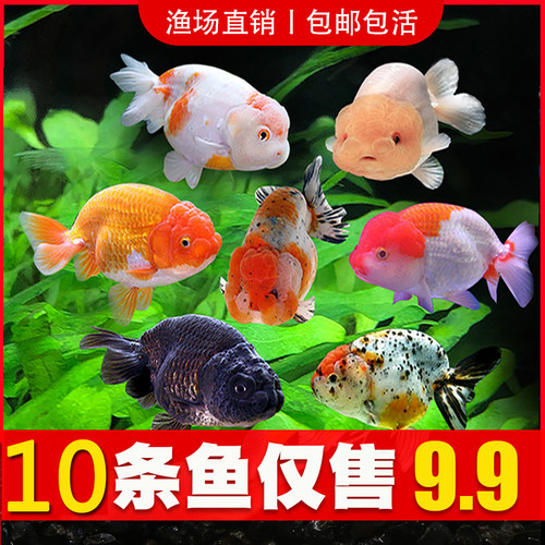 兰寿鱼苗金鱼金鱼冷水鱼