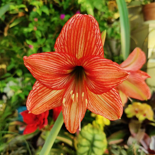 白肋朱顶红橙白花苗 叶子有肋线