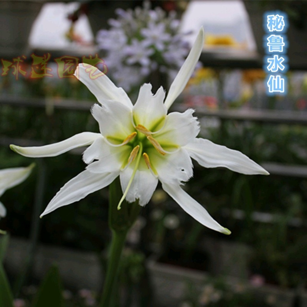 秘鲁水仙4厘米