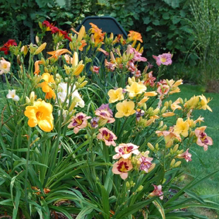 萱草混色大苗  当年开花