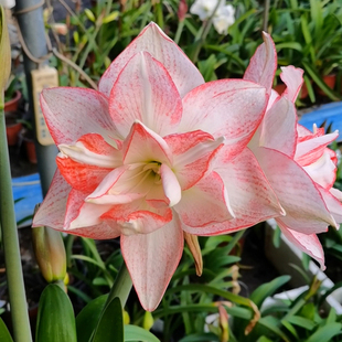 朱顶红桃花劫 重瓣有香味