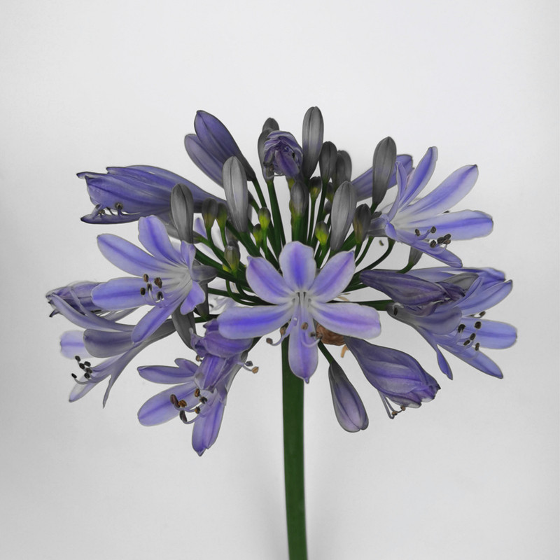 爱情花蓝花百子莲黎明 庭院花卉