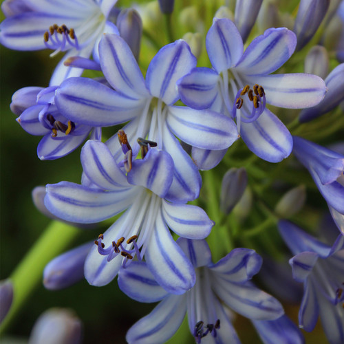常绿花卉青花瓷百子莲