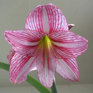 白肋朱顶红粉红少女花苗