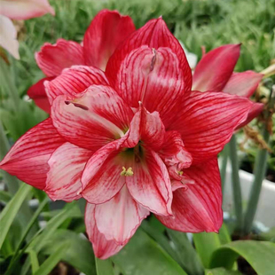 球迷朱顶红回忆 盆栽