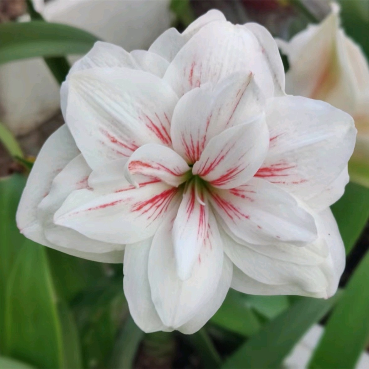 朱顶红水彩画重瓣多年生