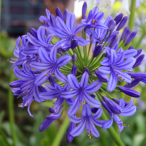 深蓝色百子莲蓝莓常绿花卉