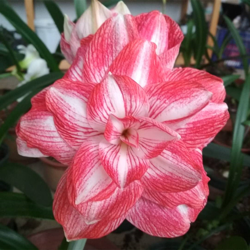 朱顶红承诺花苗 重瓣花苗 带土发货