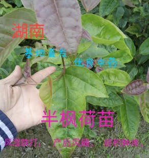 中药材苗 半边枫 半枫荷苗 阴阳叶 枫香树金缕 木荷树珍贵惜树苗