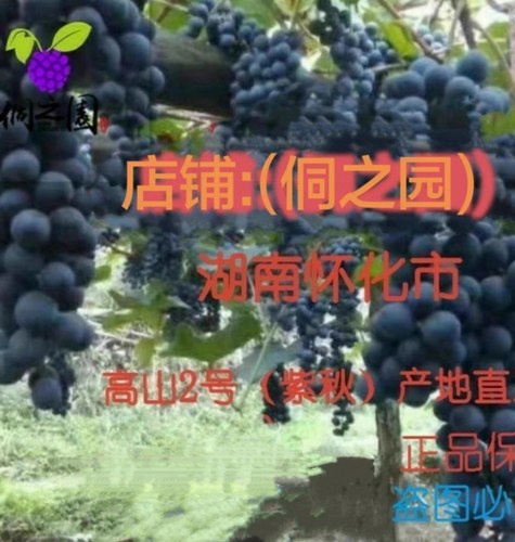 湖南正宗刺葡萄苗怀化高山葡萄紫秋二号葡萄树苗酿酒盆地栽种包邮