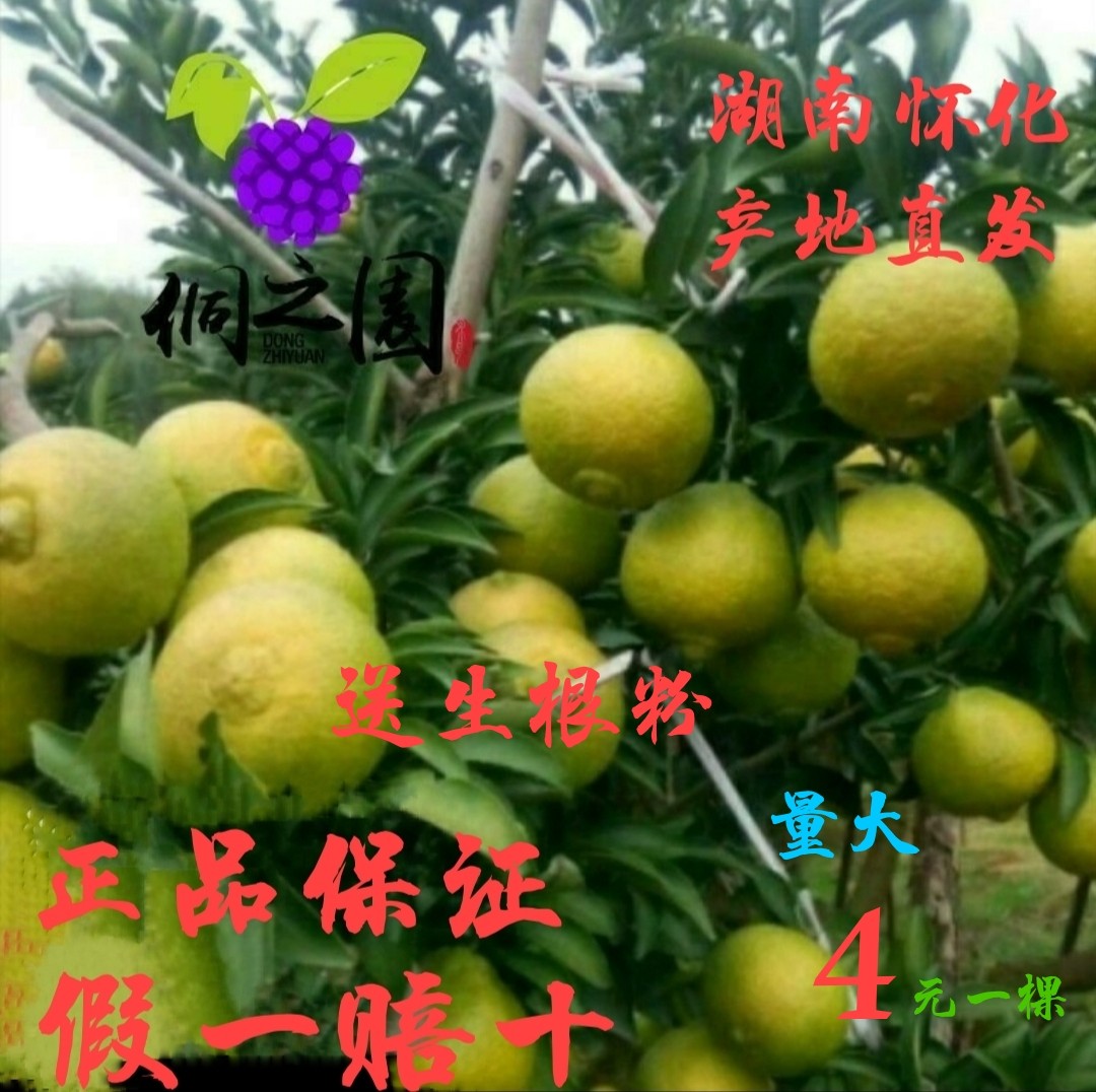 湖南怀化黄金贡柚苗嫁接苗中大苗丑柑苗柚子果苗正宗优质特色苗木