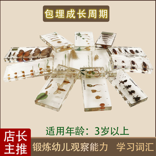 蒙氏教具标本全套动植物包埋模型生物蒙特梭利幼儿园早教益智玩具