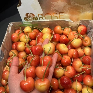 斯卡拉雷Skylar Rae金车4j白玫瑰天空之城Roes牌智利金车厘子樱桃