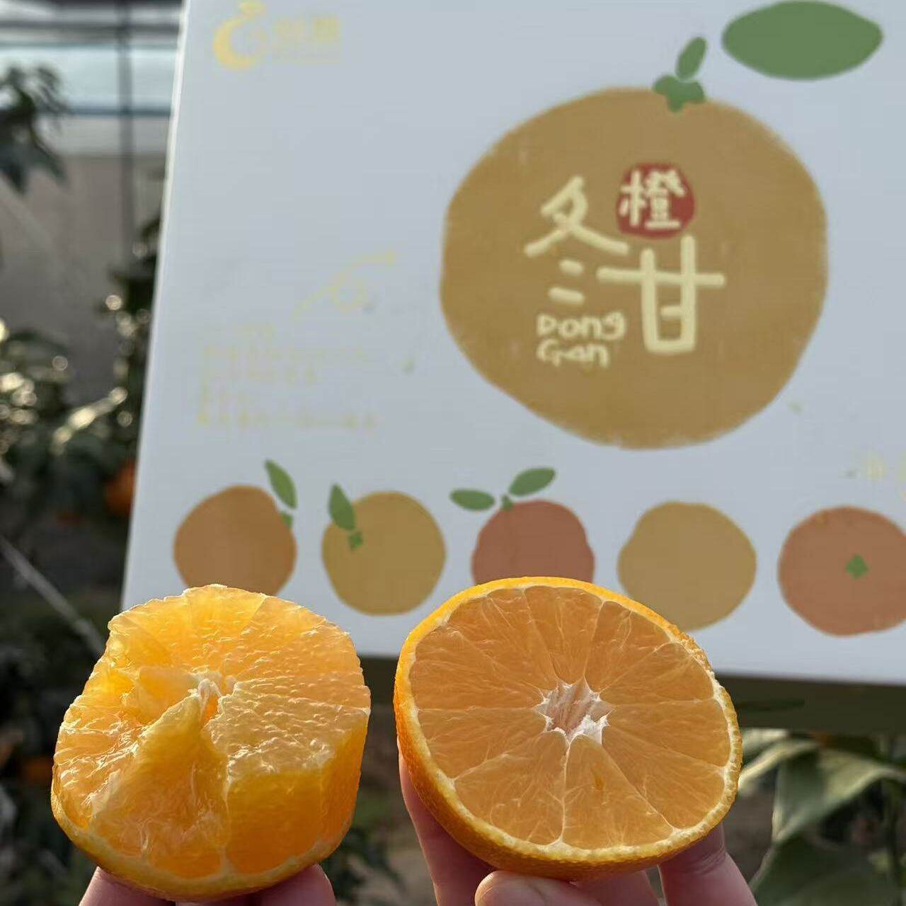 创鲜冬甘爱媛果冻人红美人