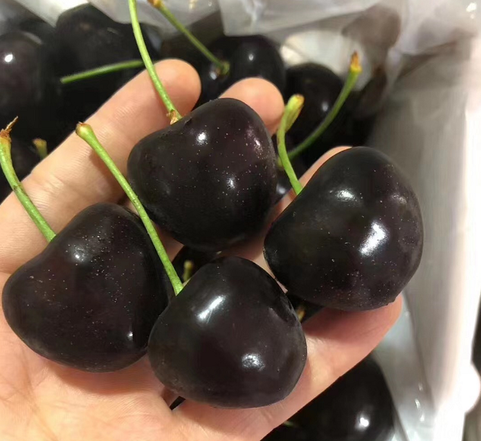 现货俄罗斯8号大樱桃4j8j车厘子黑珍珠车厘5斤新鲜樱桃顺丰空运