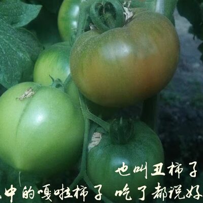 黑龙江碱地嘎啦柿子新鲜草莓番茄