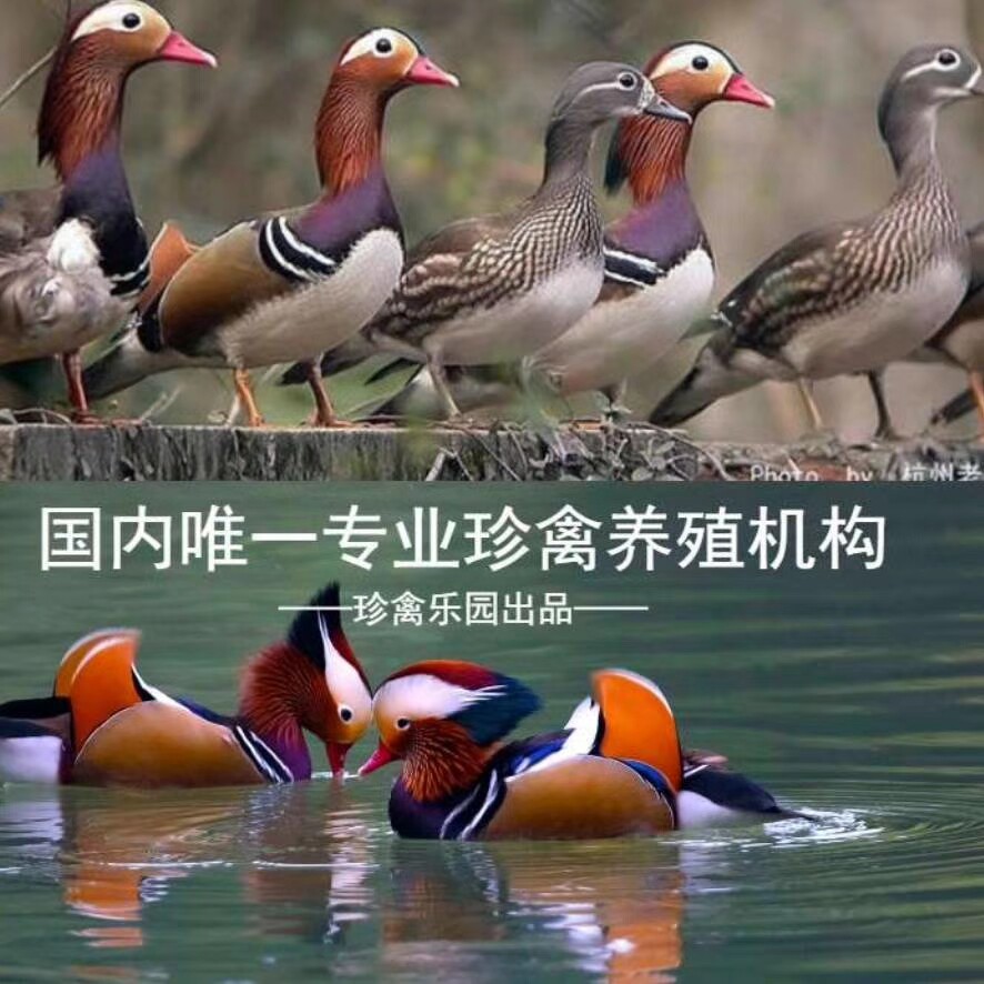 鸳鸯鸭活体宠物鸭活物家养鸭子活物宠物鸭活物宠物鸭活物宠物鸭,宠物/宠物食品及用品,鸟,淘宝优惠券,粉丝福利购,淘宝优惠卷