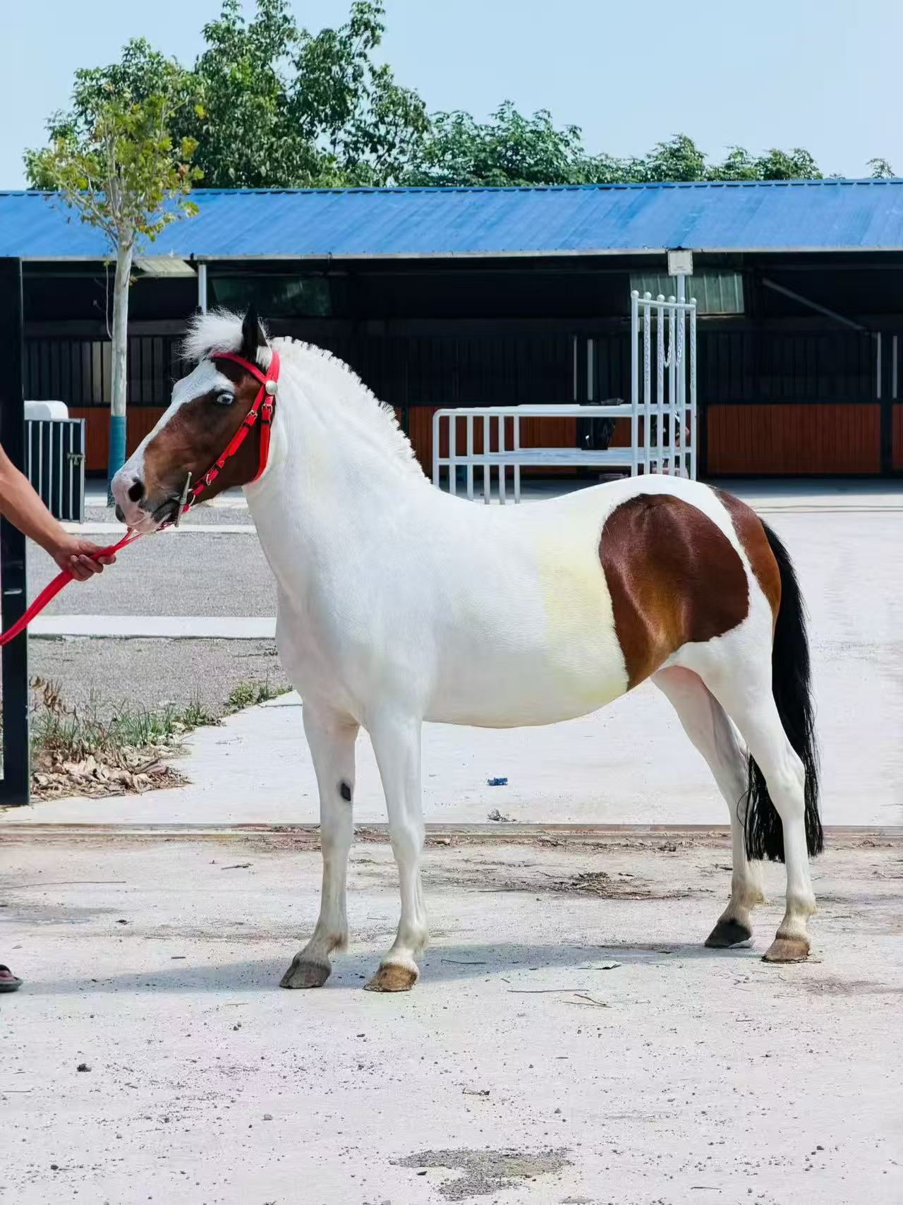 活体宠物马骑乘马活体幼马设特兰矮马德保矮马活体喜鹃马