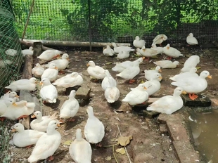 萌宠动物大小科尔鸭可达鸭网红鸭苗马观赏珍禽动物特种养殖动物