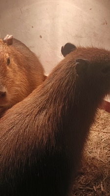 动物观赏萌宠动物引进品种卡皮巴拉水豚宠物活体萌宠动物观赏珍禽