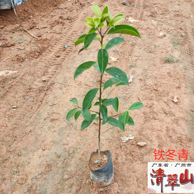 铁冬青苗白银香万紫千红庭院园林绿化树苗观叶植物净化空气美观