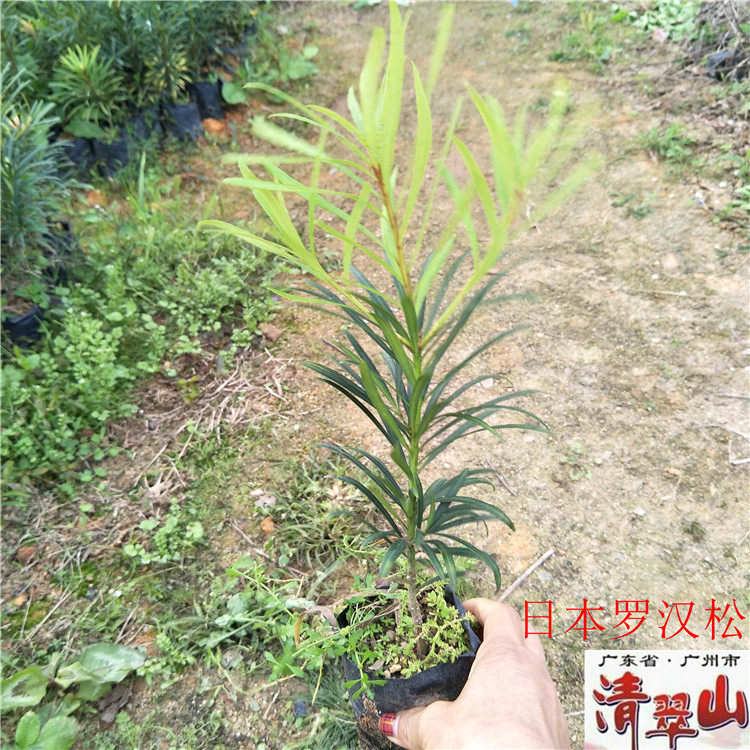 罗汉松景观造型观叶绿植庭院美观