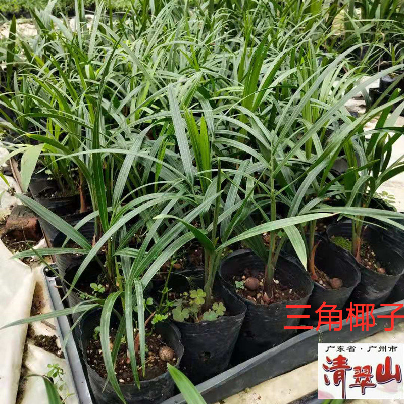 三角椰子苗棕榈科室内观叶盆栽植物庭院园林绿化树种净化空气美观