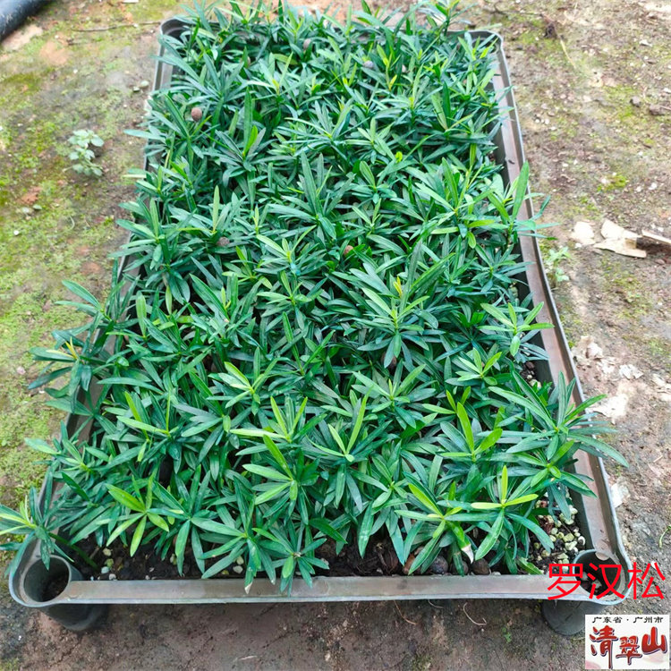罗汉松观叶盆栽庭院净化空气美观