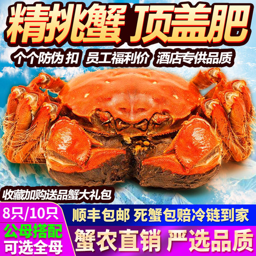大闸蟹特大全母蟹10只装