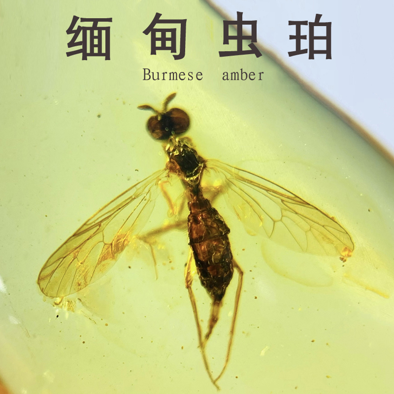 纯天然缅甸蜜蜡琥珀昆虫化石标本