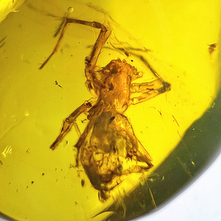 纯天然缅甸老蜜蜡琥珀吊坠虫珀蜘蛛昆虫化石标本项链正品珠宝收藏