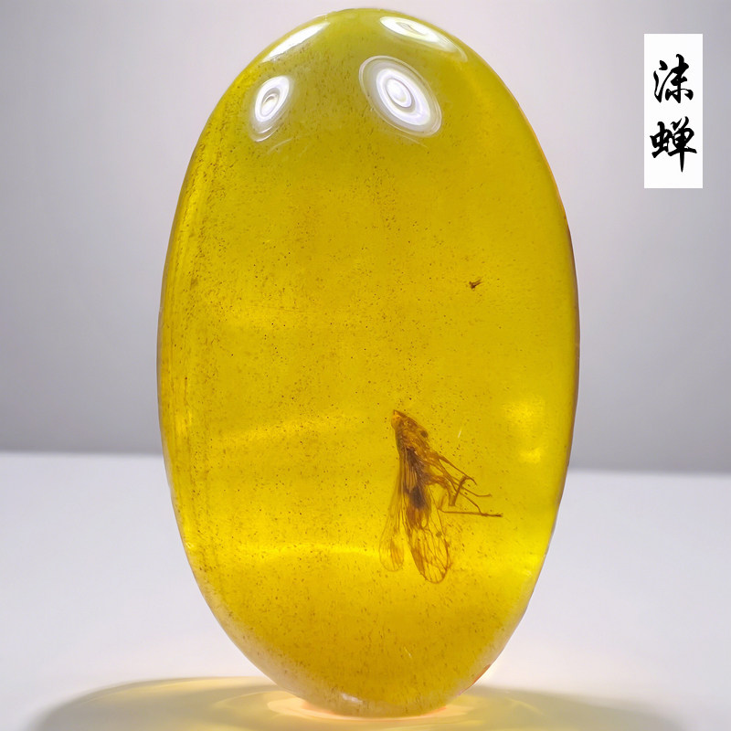 新款缅甸纯天然虫珀原石三叠侏罗纪沫蝉蜜蜂昆虫琥珀化石标本保真