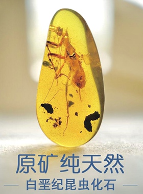 缅甸纯天然蜜蜡原石原矿虫珀白垩纪松枝琥珀昆虫标本化石科普收藏