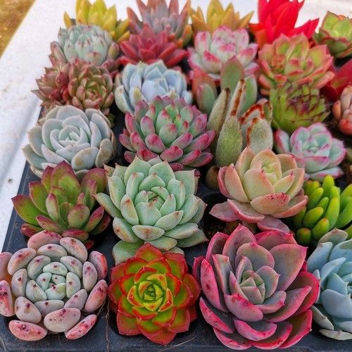 颗大货多肉植内合物组盆