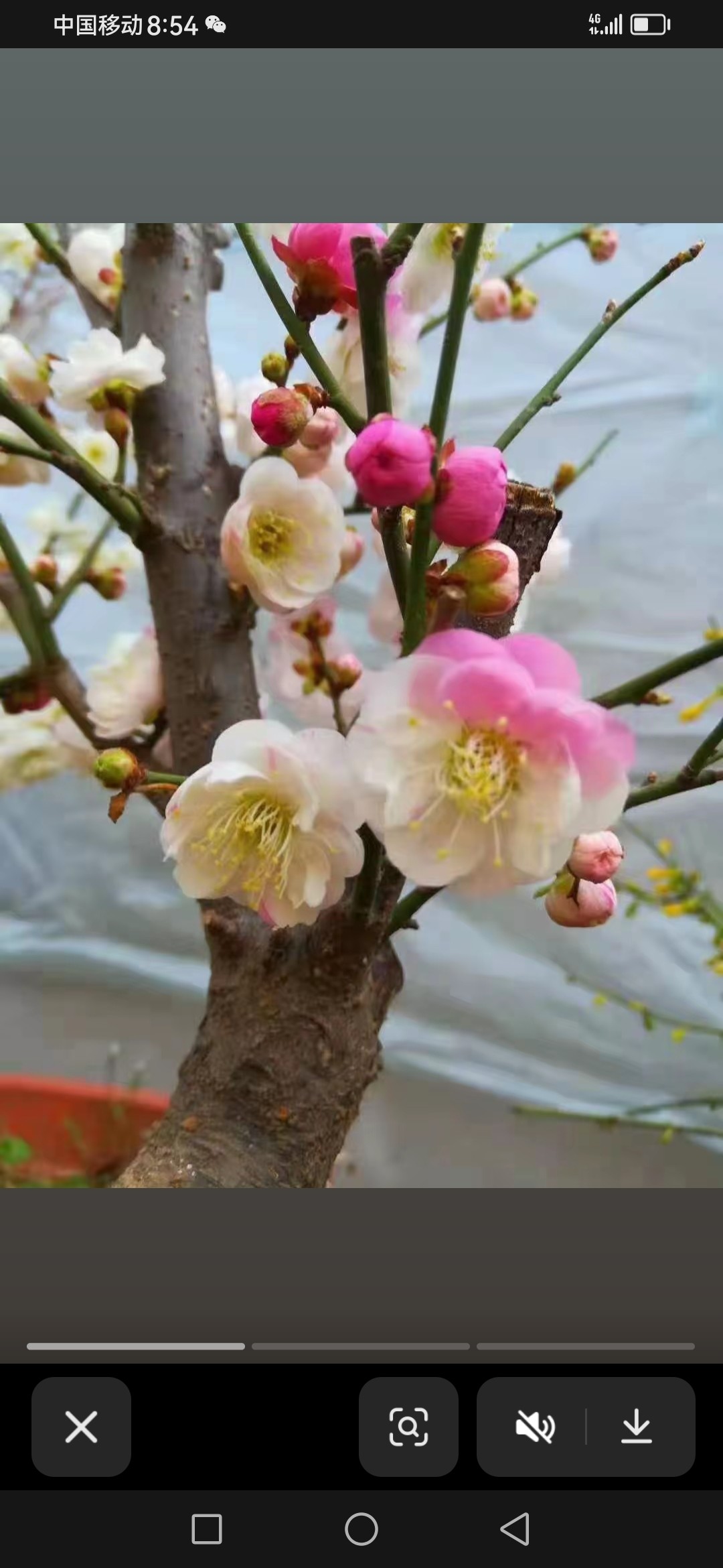 稀有梅花跳枝梅开花浓香型木本多年生植物跳枝梅开花大耐寒耐热