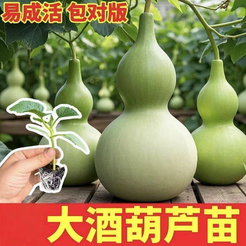 葫芦苗自己种的小葫芦苗大葫芦苗酒葫芦苗特大号观赏庭院爬藤盆栽