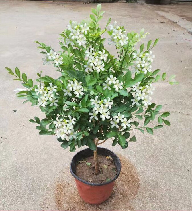 九里香盆栽带花苞浓香四季室内花卉植物七里香树苗盆景植物