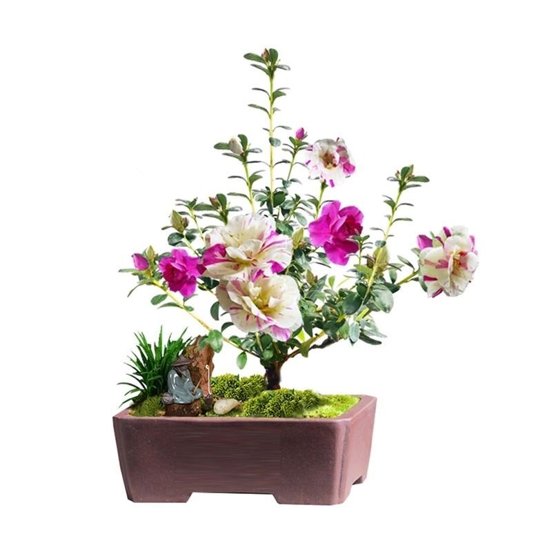 紫光之舞杜鹃花盆栽带花苞室内客厅阳台庭院耐寒花卉植物好养易活