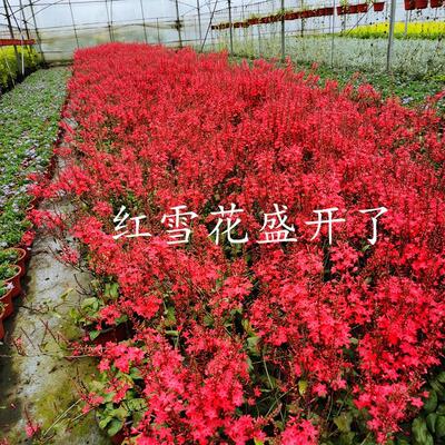 红雪花苗盆栽带花发货庭院绿植阳台花卉蓝雪花盆栽多年生年宵花